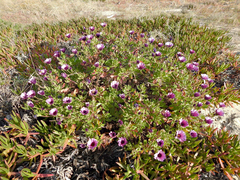 Dimorphotheca