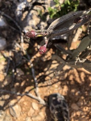 Cissus hamaderohensis image