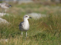 Larus fuscus intermedius