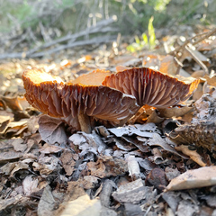 Cortinarius ohlone