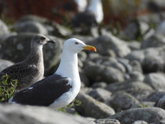 Larus fuscus intermedius