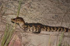 Paleosuchus trigonatus