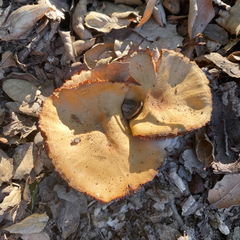 Cortinarius ohlone