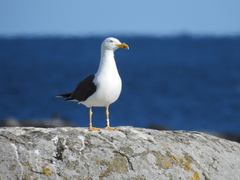 Larus fuscus intermedius