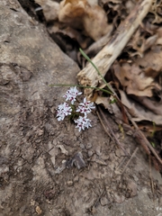 Erigenia bulbosa