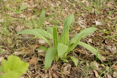 Digitalis grandiflora