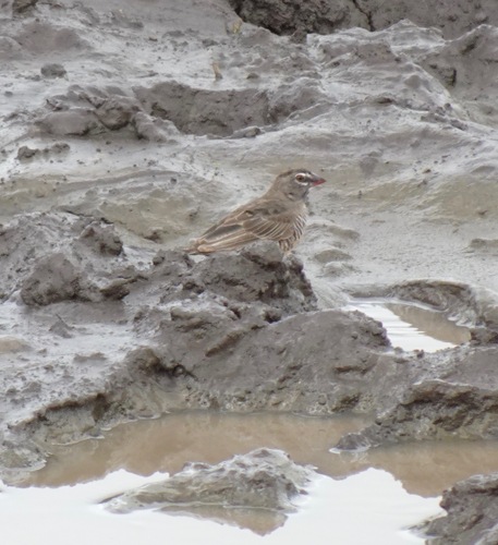 Quailfinch (Ortygospiza atricollis), photo 10