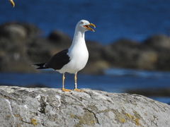 Larus fuscus intermedius