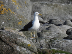 Larus fuscus intermedius