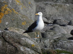 Larus fuscus intermedius