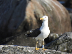 Larus fuscus intermedius