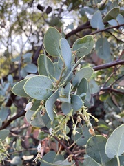 Arctostaphylos glauca