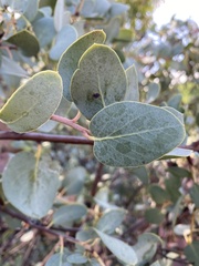 Arctostaphylos glauca