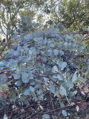 Arctostaphylos glauca