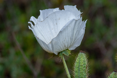 Argemone hunnemannii