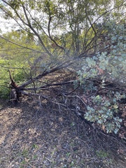 Arctostaphylos glauca