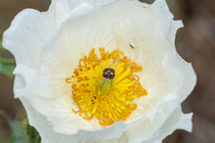 Argemone hunnemannii