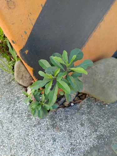 Solanum diphyllum