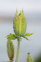 Argemone hunnemannii