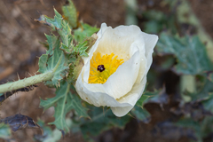 Argemone hunnemannii