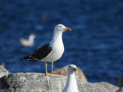 Larus fuscus intermedius