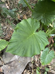 Alocasia macrorrhizos