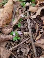 Erigenia bulbosa