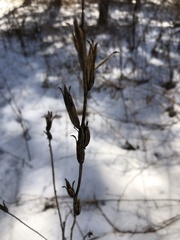 Oenothera pilosella