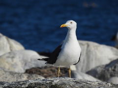Larus fuscus intermedius