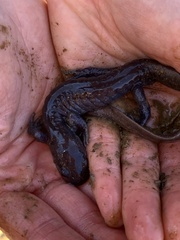 Ambystoma jeffersonianum