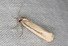 Philobota physaula