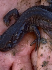 Ambystoma jeffersonianum