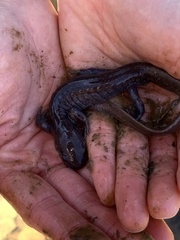 Ambystoma jeffersonianum