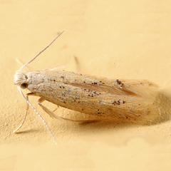 Tischeriidae