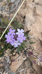 Glandularia gooddingii