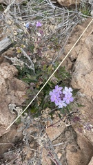 Glandularia gooddingii