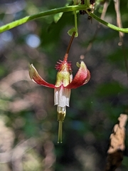 Ribes californicum