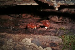 Psilocybe caerulipes