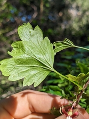 Ribes californicum