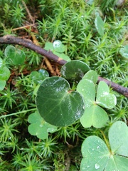 Soldanella carpatica