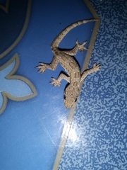 Hemidactylus platyurus