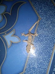 Hemidactylus platyurus