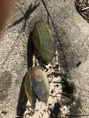 Utterbackiana couperiana