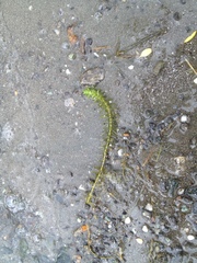 Lagarosiphon major