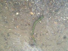 Lagarosiphon major