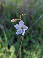 Lithophragma bolanderi