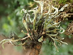 Heterodermia leucomelos