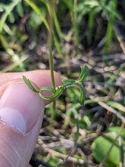 Lithophragma bolanderi