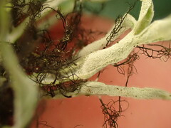 Heterodermia leucomelos