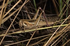 Schistocerca pallens